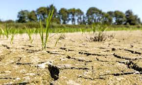 Algérie - Des statistiques font état de 1,2 million d’hectares sinistrés: 90.000 agriculteurs touchés par la sécheresse
