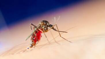 Planète (France/Europe) - Moustique tigre, frelon asiatique… Ces insectes qui perdurent en automne avec le changement climatique