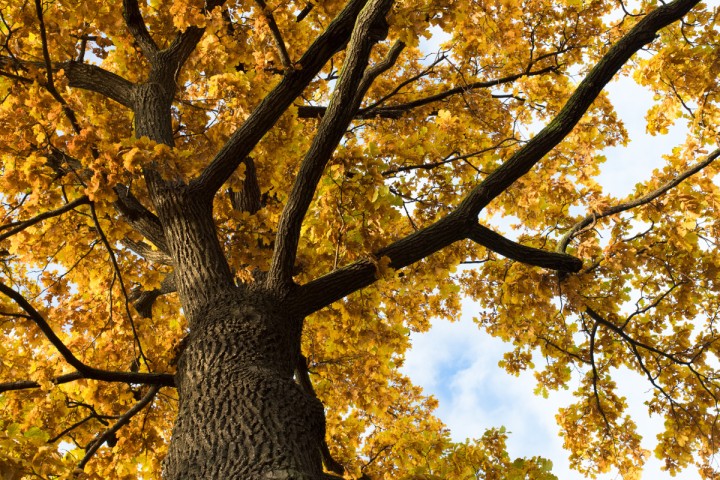 Planète (France/Europe) - Jura, reportage: Glands, chevreuils et carabes: ma journée avec un chêne