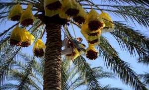 Nécessité d’organiser la filière datte pour protéger le produit national