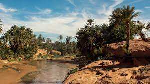 Algérie (Oasis des Monts des Ksour) - Campagne de cueillette des dattes: une production appréciable attendue