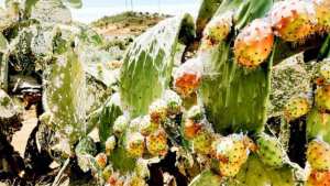 Algérie (Aïn-Témouchent) -  Appel pour lutter contre les cochenilles. Cas du Figuier de Barbarie