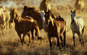 Planète (Océanie) - Australie: Les autorités veulent abattre 16.000 chevaux sauvages par hélicoptère