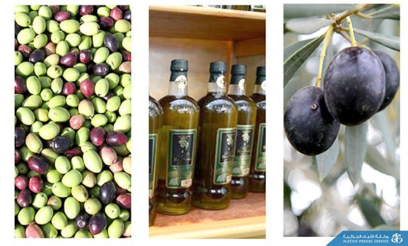 Oléiculture: produire une huile de qualité pour investir le marché mondial