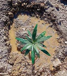 Planète (Constantine/Algérie/Afrique) - Djenane Dardar Qacentina: Début de réalisation d'une bande de laurier rose*