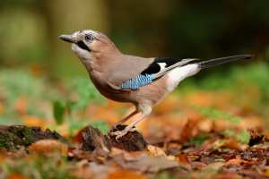 Algérie (Constantine) - Le Geai des chênes dans la ville du Rocher