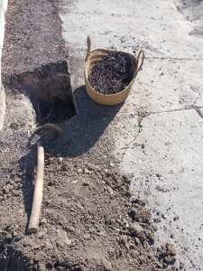 Planète (Constantine/Algérie/Afrique) - Mes compagnons de jardinage à Djenane Dardar