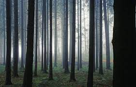 Planète (Europe) - L’UE parvient à un accord sur un texte clé sur la biodiversité