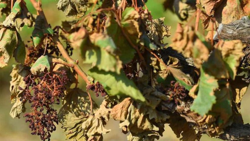 Algérie (Boumerdès) - La production du raisin de table en recul à cause de la sécheresse