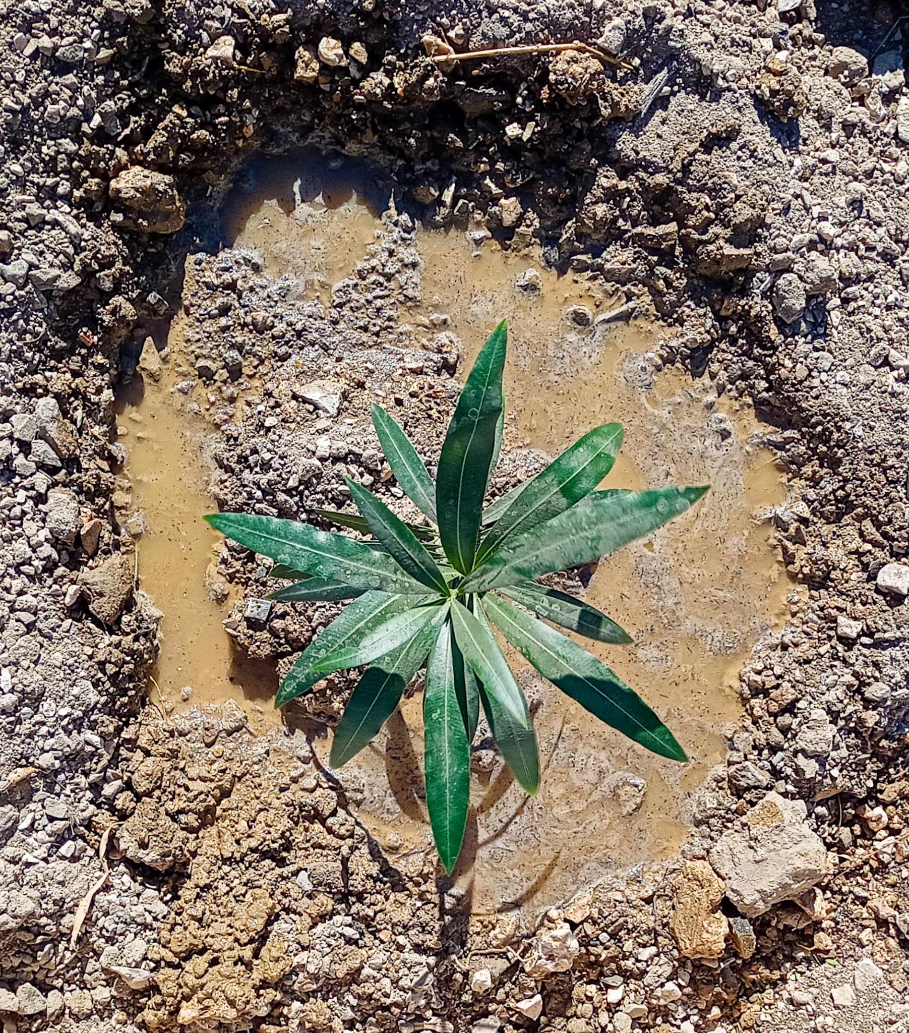 Planète (Constantine/Algérie/Afrique) - Djenane Dardar Qacentina: Début de réalisation d'une bande de laurier rose*