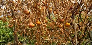 Algérie (Tlemcen) -  Les oranges victimes du stress hydrique
