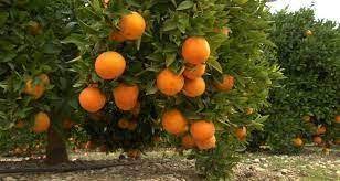 Algérie (AinTémouchent) -  Agrumes: 34 variétés locales recensées / «Les méthodes correctes de plantation des arbres fruitiers».