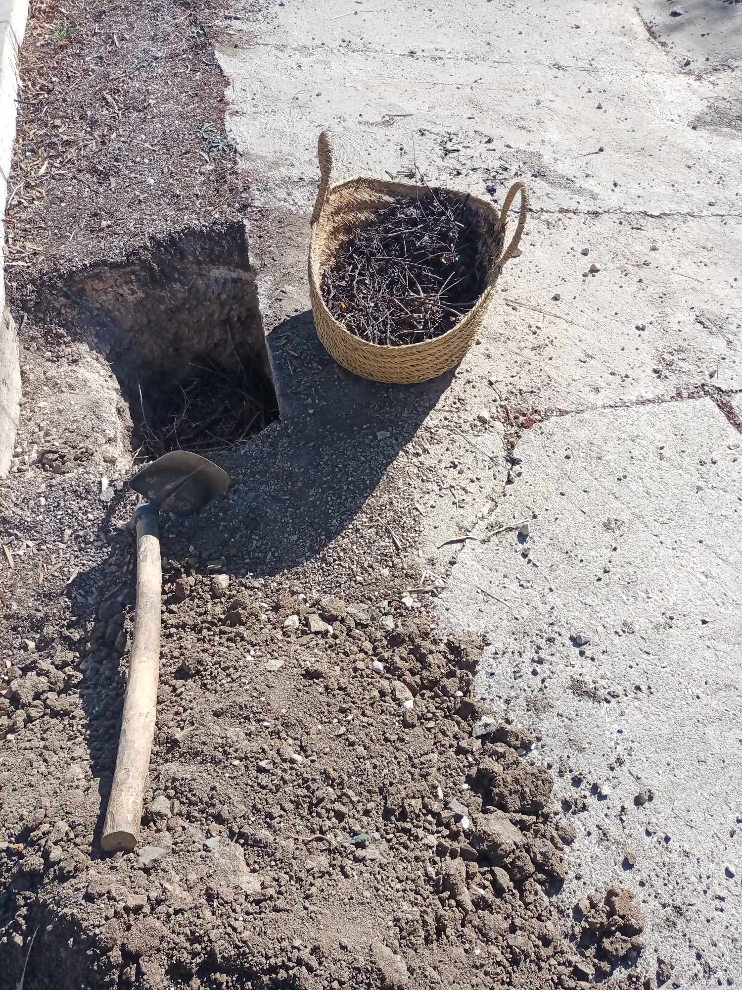 Planète (Constantine/Algérie/Afrique) - Mes compagnons de jardinage à Djenane Dardar