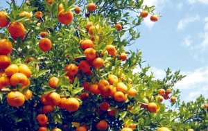 Algérie (Blida) -  Production prévisionnelle de plus de 3 millions de quintaux d’agrumes