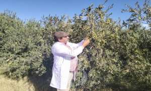 L'huilerie  Dahbia  de Djelfa: un modèle en agriculture biologique