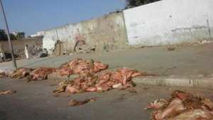 Algérie (Sidi-Bel-Abbès) -  Des milliers de toisons vouées à la destruction faute d’une usine de transformation