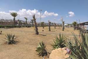 Algérie (Alger) - Instantané / Ces palmiers qui meurent…