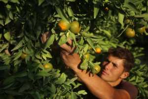 Planète (Moyen Orient/Asie) -  Fermes, coopératives... «En Palestine, une nouvelle forme de résistance»