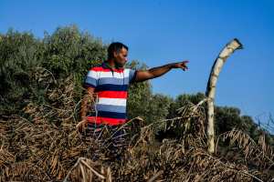 Planète (Moyen Orient/Asie) - En Palestine, la colonisation détruit les oliviers