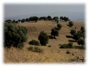 مــــــوقــــع تشــــاشيت بالعجيبــــة – بشلـــــول