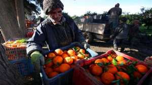 Algérie (Aïn-Témouchent) -  Agrumes: vers une production de 55.000 quintaux