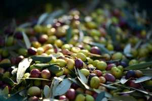 Algérie - Les dernières pluies sans impact sur la production d’huile d’olive: Le verger oléicole en attente de restructuration