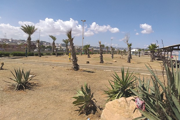 Algérie (Alger) - Instantané / Ces palmiers qui meurent…