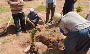 Algérie  - Agriculture/phœniciculture: un programme pour la plantation d'un million de palmiers à partir de la saison 2023-2024