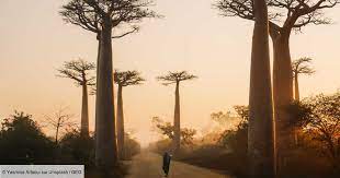 Planète (Afrique) - Le pire épisode de chaleur extrême subi par Madagascar en 40 ans est dû au changement climatique