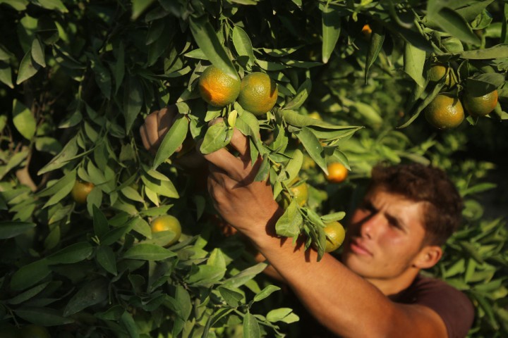 Planète (Moyen Orient/Asie) -  Fermes, coopératives... «En Palestine, une nouvelle forme de résistance»