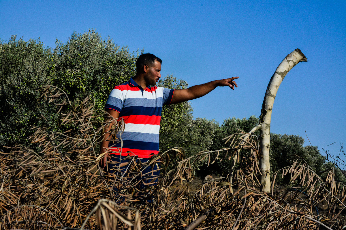 Planète (Moyen Orient/Asie) - En Palestine, la colonisation détruit les oliviers