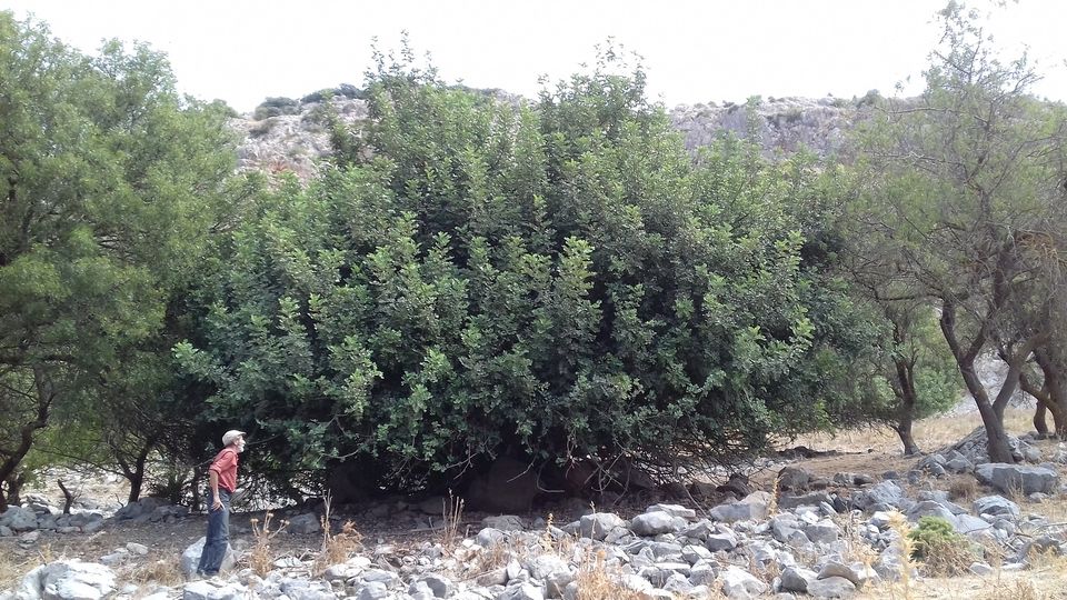 Bir el Djir (Oran) - Forêt de Sidi El Bachir: Préparatifs pour la plantation de plus de 15.000 arbres