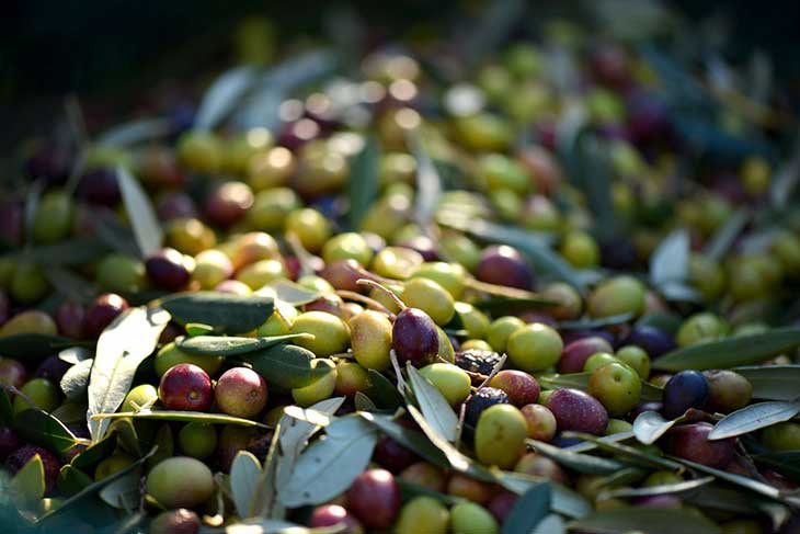 Algérie - Les dernières pluies sans impact sur la production d’huile d’olive: Le verger oléicole en attente de restructuration