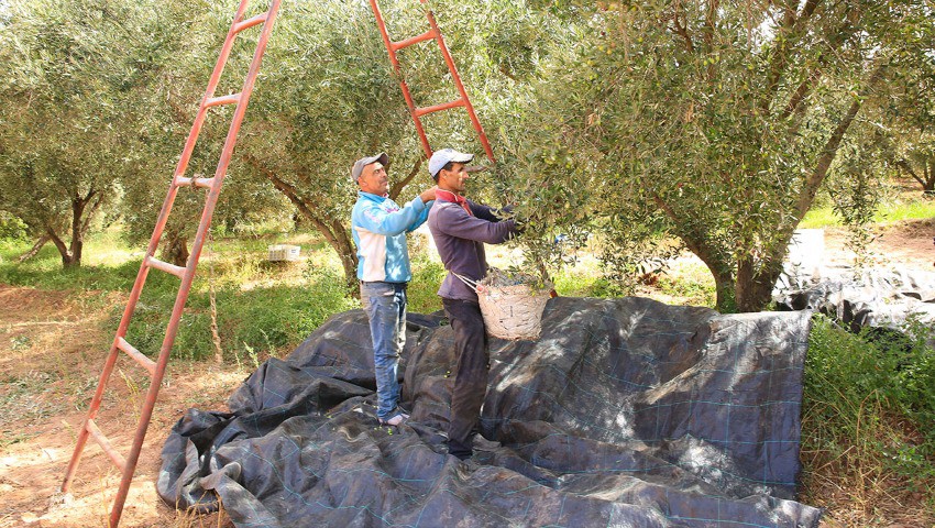 La belle ambiance de la récolte des olives en Kabylie Lorsque les traditions chevauchent la modernité