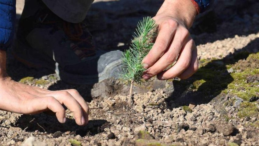 Ath Laâziz (Bouira) -  Opération de plantation de 2.000 cèdres