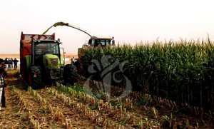 Cultures stratégiques/Sud: intenses efforts pour étendre les superficies agricoles