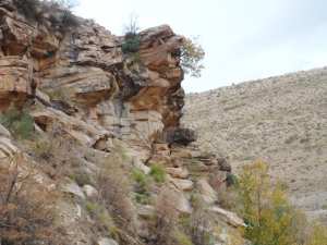 حلزونيات الجفين