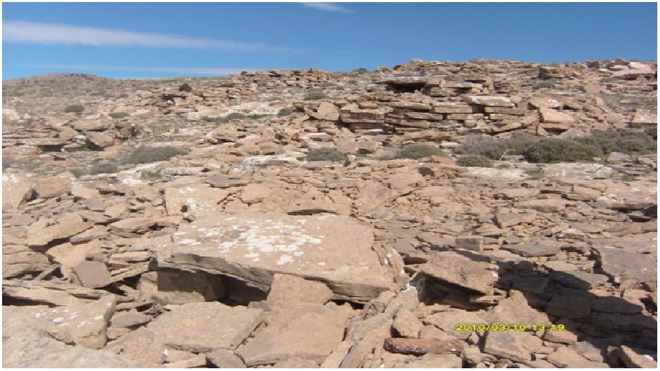 الزيتون القديم