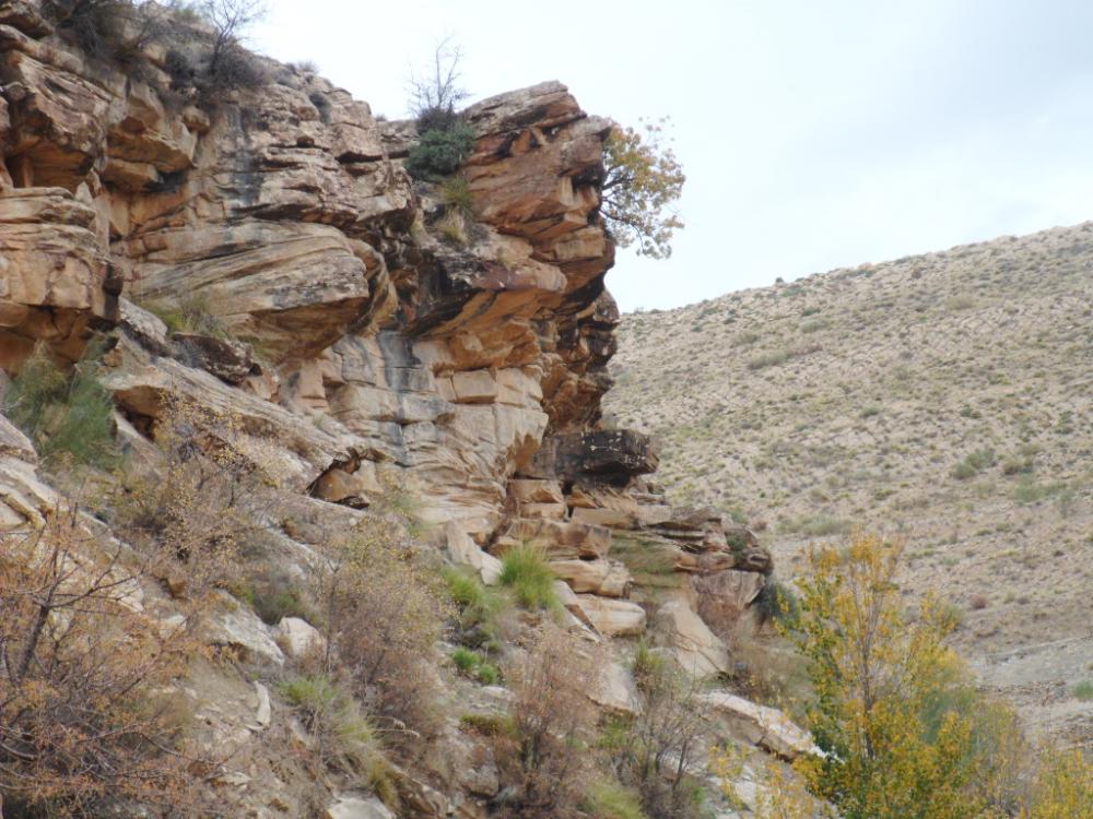 حلزونيات الجفين