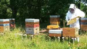 Commercialisation des produits de la ruche Le miel local, une richesse à faire valoriser