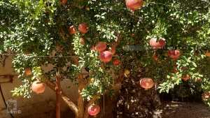 bienfaits du jus de grenade