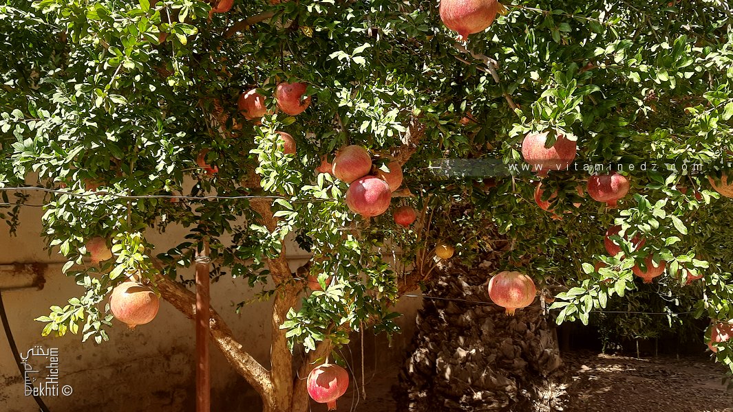 bienfaits du jus de grenade