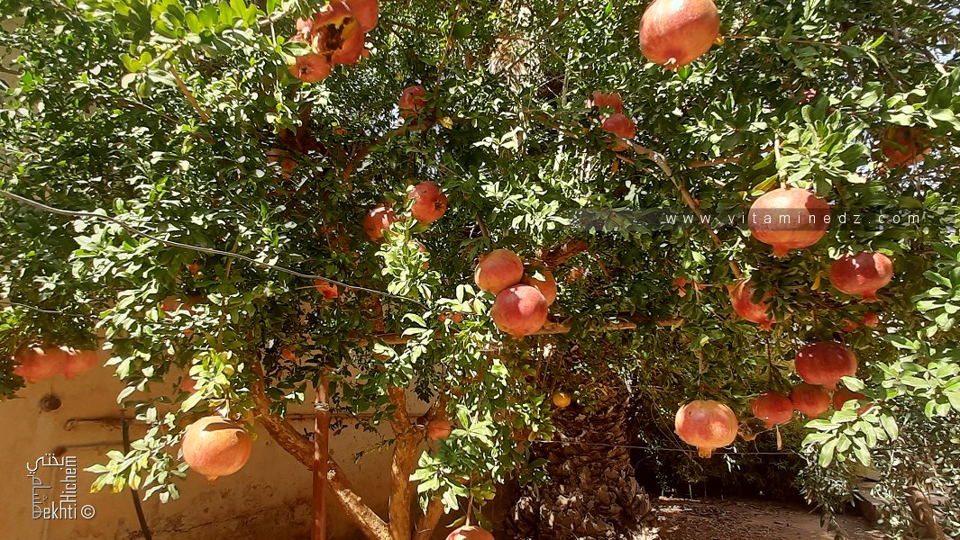 الفوائد الصحية لعصير الرمان