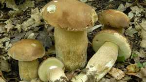 Une journée d’étude lui a été dédiée à Bouira La pleurote fait fureur