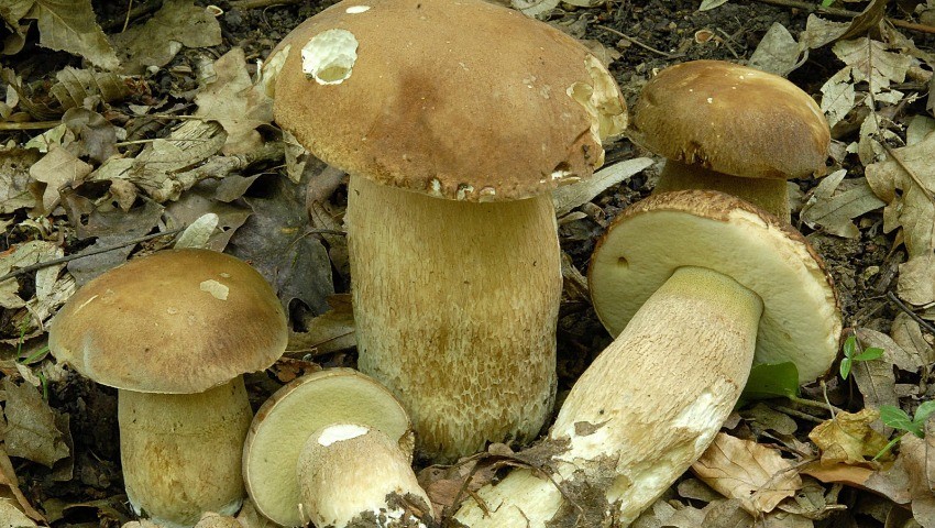 Une journée d’étude lui a été dédiée à Bouira La pleurote fait fureur