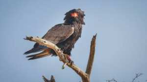 Planète -  Ils n'ont plus nulle part où aller : l'expansion humaine va-t-elle sonner le glas des rapaces d'Afrique ?