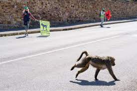 Planète (Afrique) - En Afrique du Sud, les babouins sèment la zizanie en ville