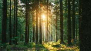 Planète - Voici 5 façons de sauver nos forêts, selon les experts