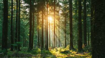 Planète - Voici 5 façons de sauver nos forêts, selon les experts