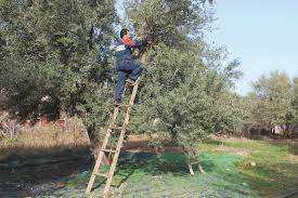 Adekar (Béjaia) - Cueillette des olives: «La pluie sauve un tant soit peu la récolte»
